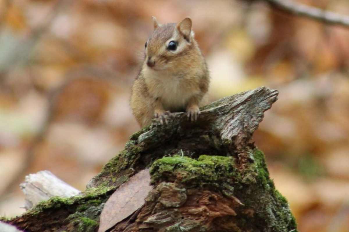 Chimpmunk at John Earle Chase Memorial Park in Trent Lakes