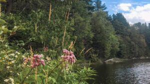 Kawartha Land Trust Morton Nature Sanctuary natural shoreline in summer