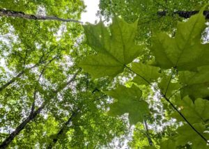Sugar Maple Leaves in foreground KLT's MapleCross John Wolfe Forest Preserve