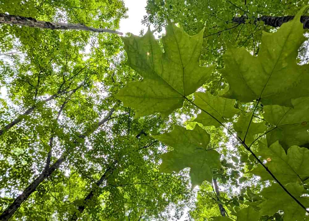 Sugar Maple Leaves in foreground KLT's MapleCross John Wolfe Forest Preserve