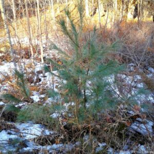 Easter White Pine sapling growing at KLT's Ingleton-Wells property.
